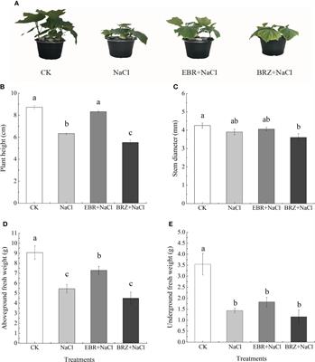 Enhancement of cucumber resistance under salt stress by 2, 4-epibrassinolide lactones